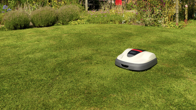 Miimo sul prato in giardino